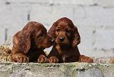 SETTER IRLANDAIS 177